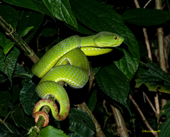 Trimeresurus popeiorum