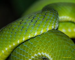 Trimeresurus popeiorum