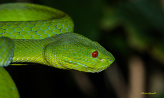 Trimeresurus popeiorum