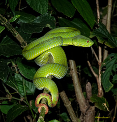 Trimeresurus popeiorum