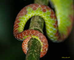Trimeresurus popeiorum