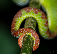 Trimeresurus popeiorum