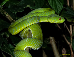 Trimeresurus popeiorum