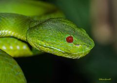 Trimeresurus popeiorum