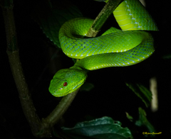 Trimeresurus popeiorum