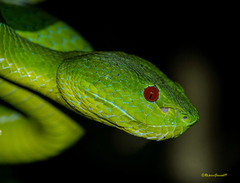 Trimeresurus popeiorum