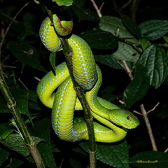 Trimeresurus popeiorum