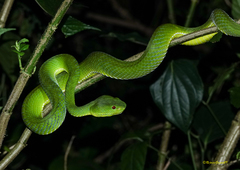 Trimeresurus popeiorum