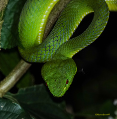 Trimeresurus popeiorum