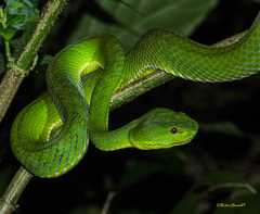 Trimeresurus popeiorum