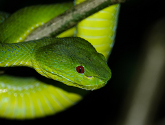 Trimeresurus popeiorum