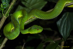 Trimeresurus popeiorum