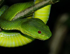 Trimeresurus popeiorum