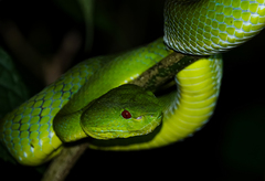 Trimeresurus popeiorum