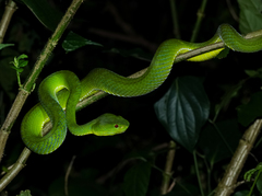 Trimeresurus popeiorum
