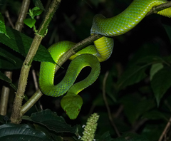 Trimeresurus popeiorum