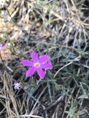 Phlox dolichantha