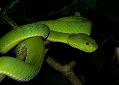 Trimeresurus popeiorum