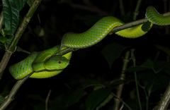 Trimeresurus popeiorum