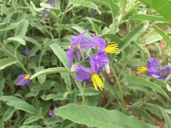Solanum elaeagnifolium