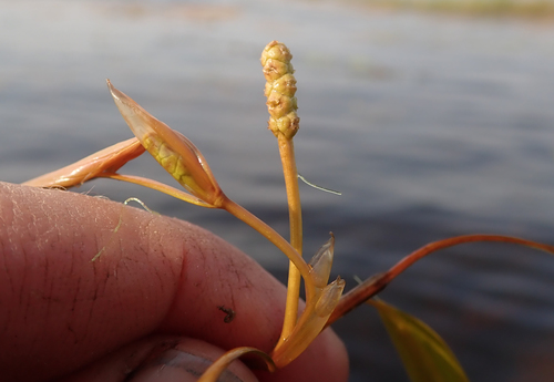Potamogeton octandrus iNat (3)