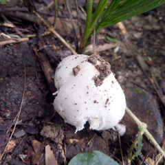 Termitomyces heimii