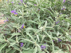 Solanum elaeagnifolium