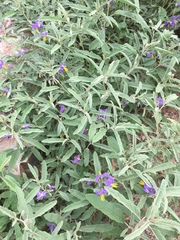 Solanum elaeagnifolium