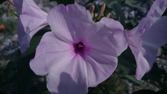 Ipomoea carnea fistulosa