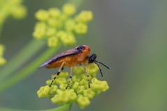 Athalia rosae