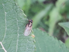 Lauxaniidae