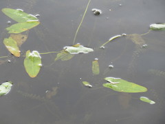 Sagittaria natans