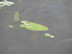 Sagittaria natans