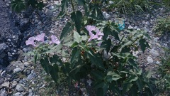 Ipomoea carnea fistulosa