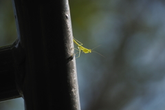 Tropidomantis gressitti