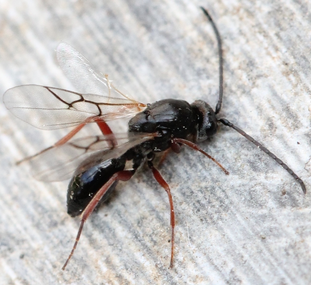 Melanips opacus