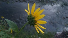 Helianthus annuus