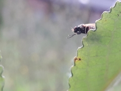 Lauxaniidae