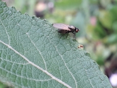 Lauxaniidae