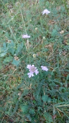 Scabiosa canescens