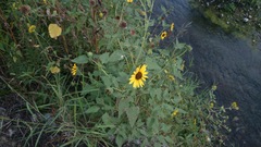 Helianthus annuus