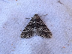 Lipogya leucoprosopa