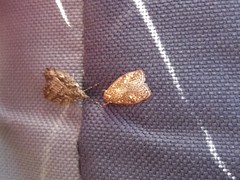 Euchaetis metallota