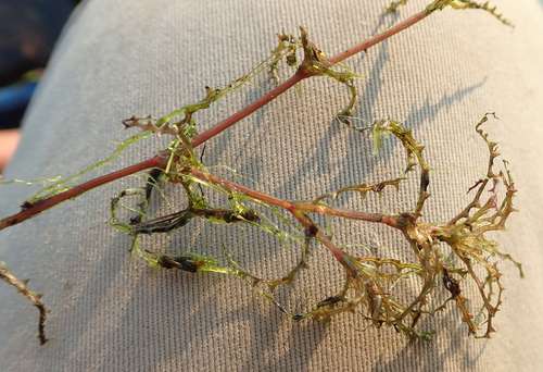 Najas horrida (Najas horrida)