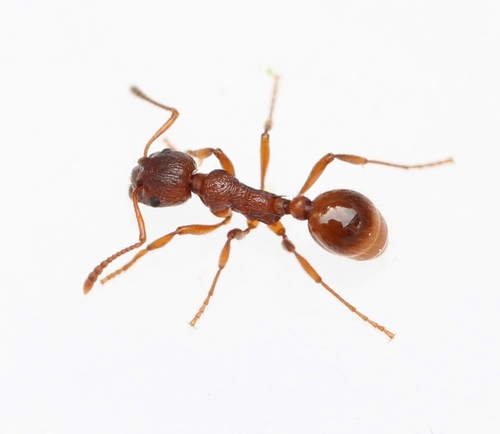 European fire ant, photo 7 of 9