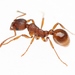 Myrmica rubra - Photo (c) Marie Lou Legrand, some rights reserved (CC BY-NC), uploaded by Marie Lou Legrand
