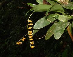 Stelis immersa
