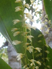 Stelis gelida