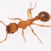 Scabrous Ant - Photo (c) Marie Lou Legrand, some rights reserved (CC BY-NC), uploaded by Marie Lou Legrand