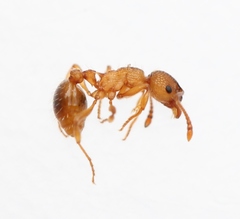 Myrmica scabrinodis